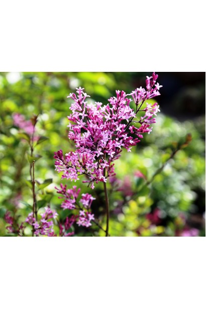 Syringa ’Red Pixie’